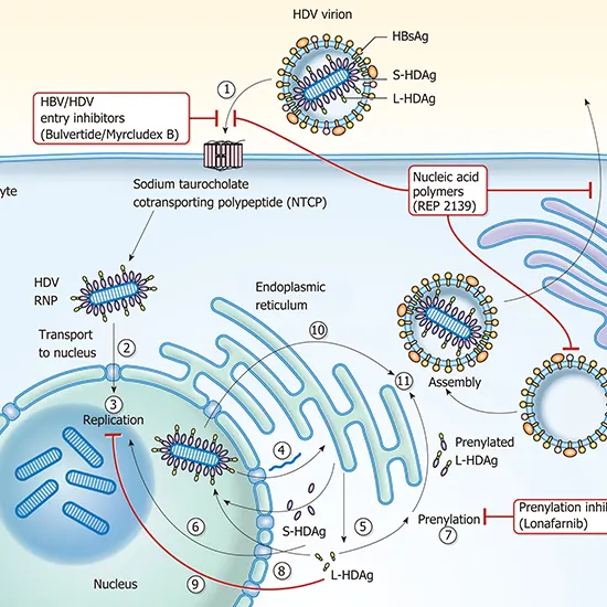 Hepatitis Delta Virus (HDV) PCR
